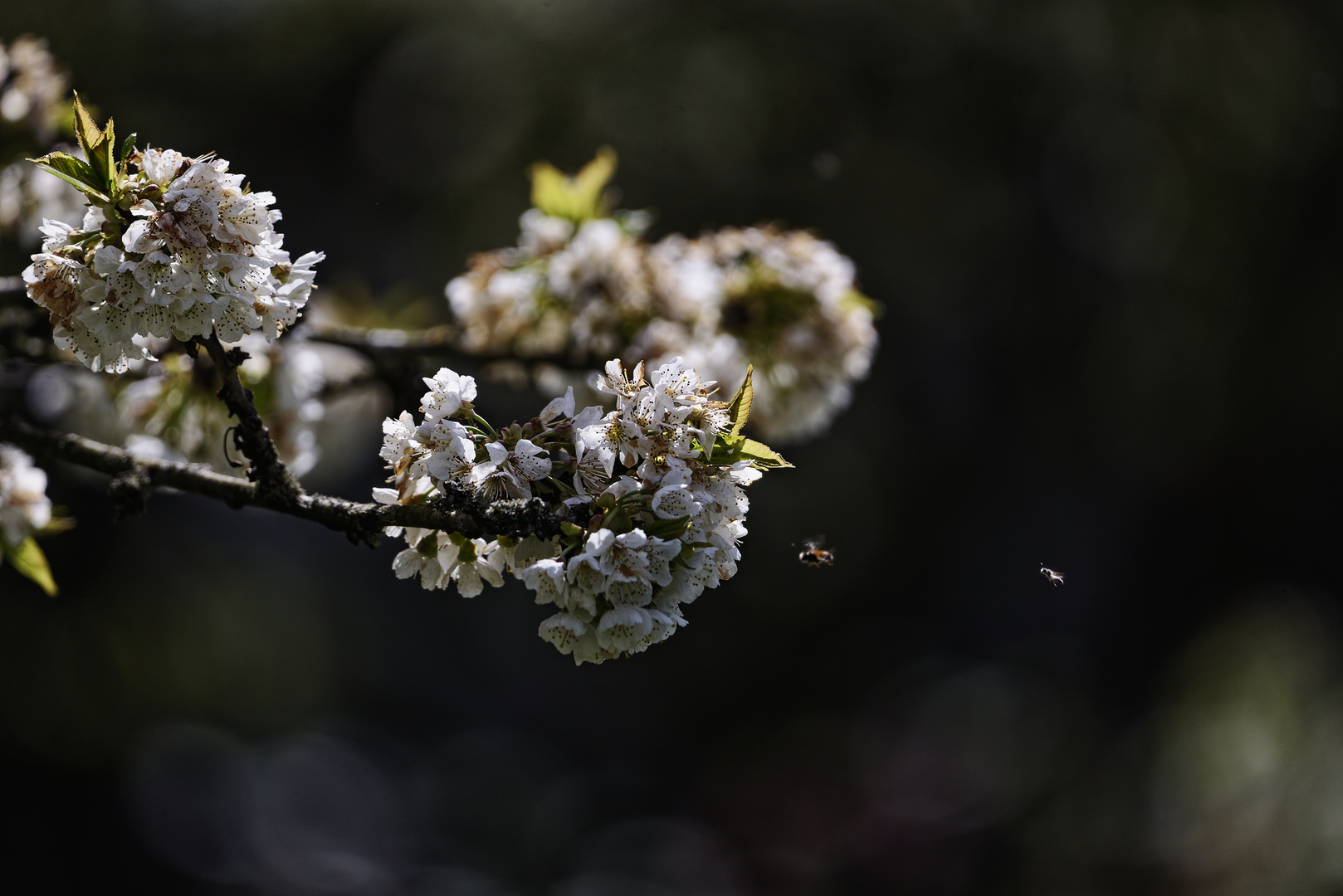 Der Anflug