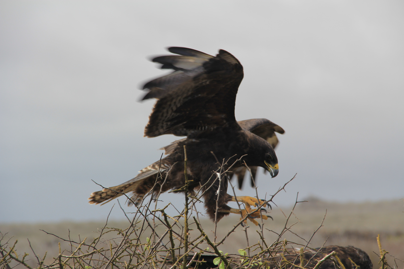 Der Anflug