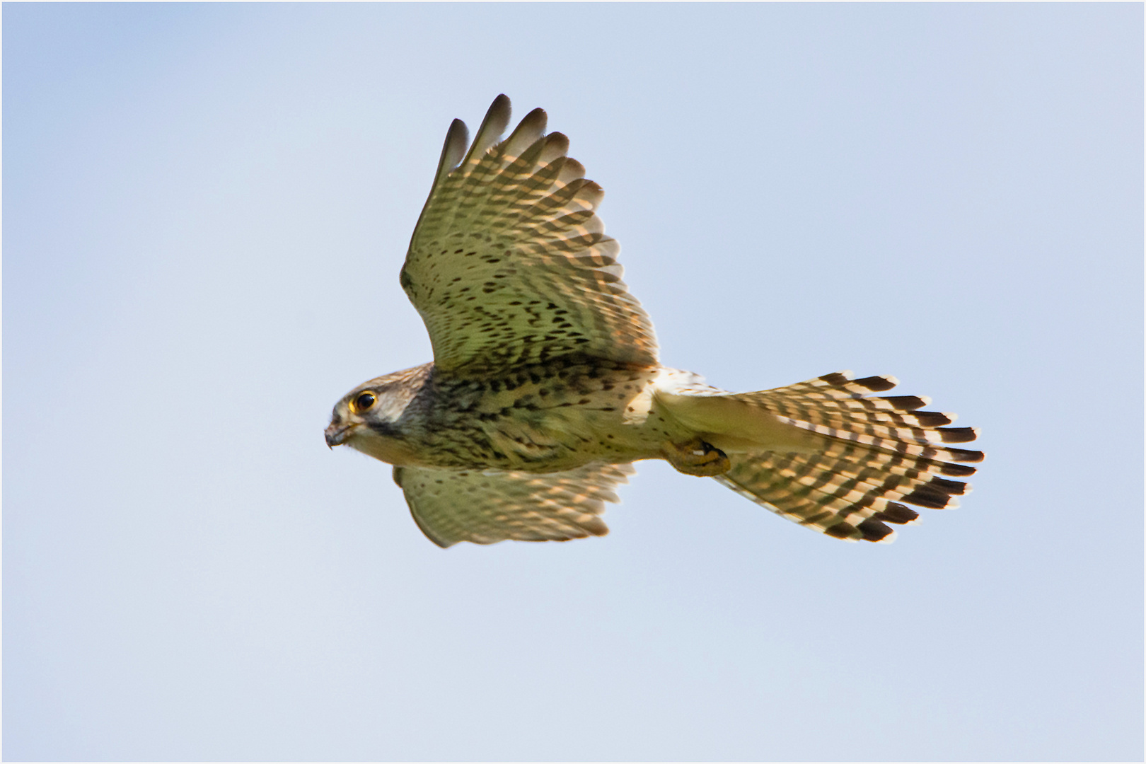 Der Anflug zum Nistkasten durch die Turmfalken (1) . . .