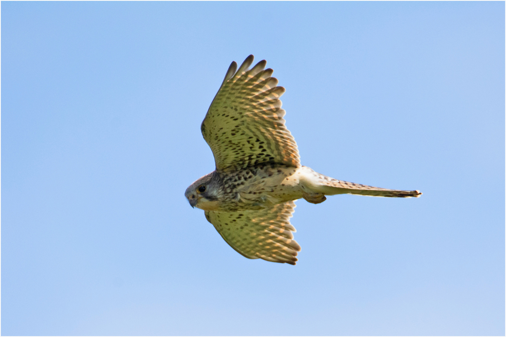 Der Anflug zum Nistkasten durch die Turmfalken (4) . . .