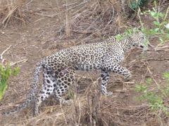 Der angegriffene Leopard schleicht sich vom geschehen langsam fort.