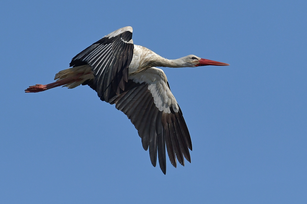 Der angeschmutzte Weißstorch