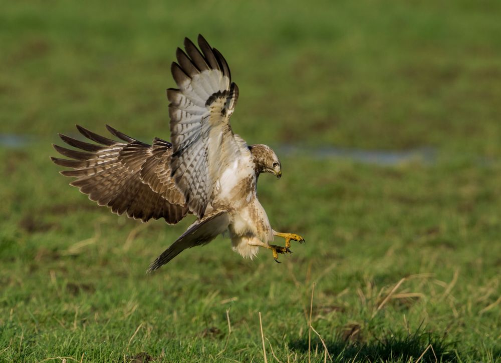 Der Angriff Foto & Bild tiere, wildlife, wild lebende vögel Bilder