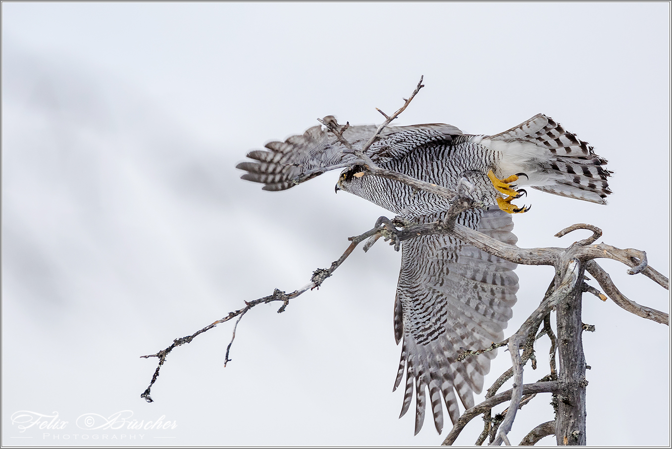 Der Angriff Foto & Bild tiere, wildlife, wild lebende vögel Bilder