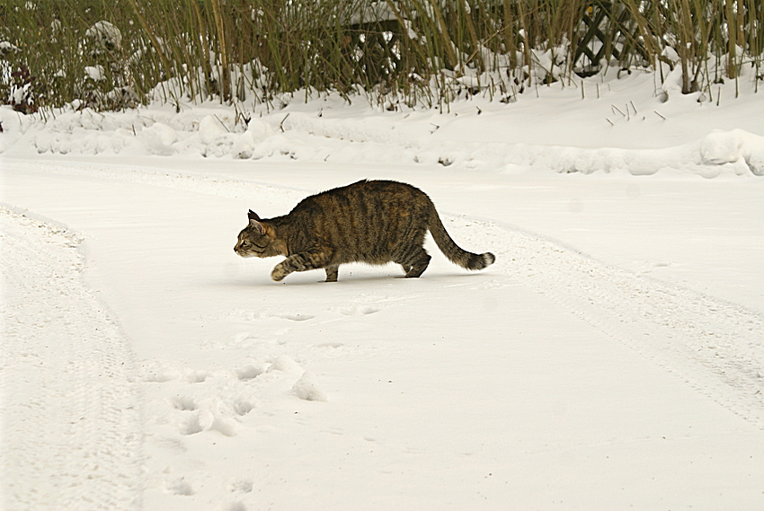 Der Anlauf