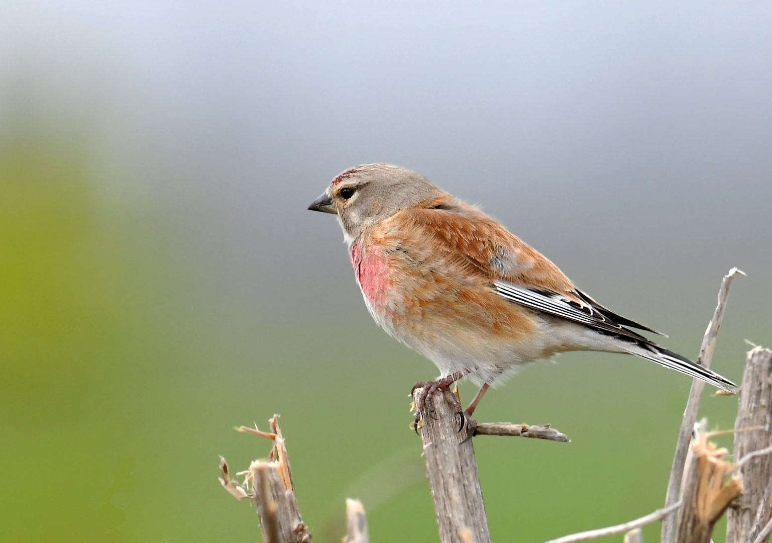 Der Ansitz... Foto & Bild tiere, wildlife, wild lebende vögel Bilder
