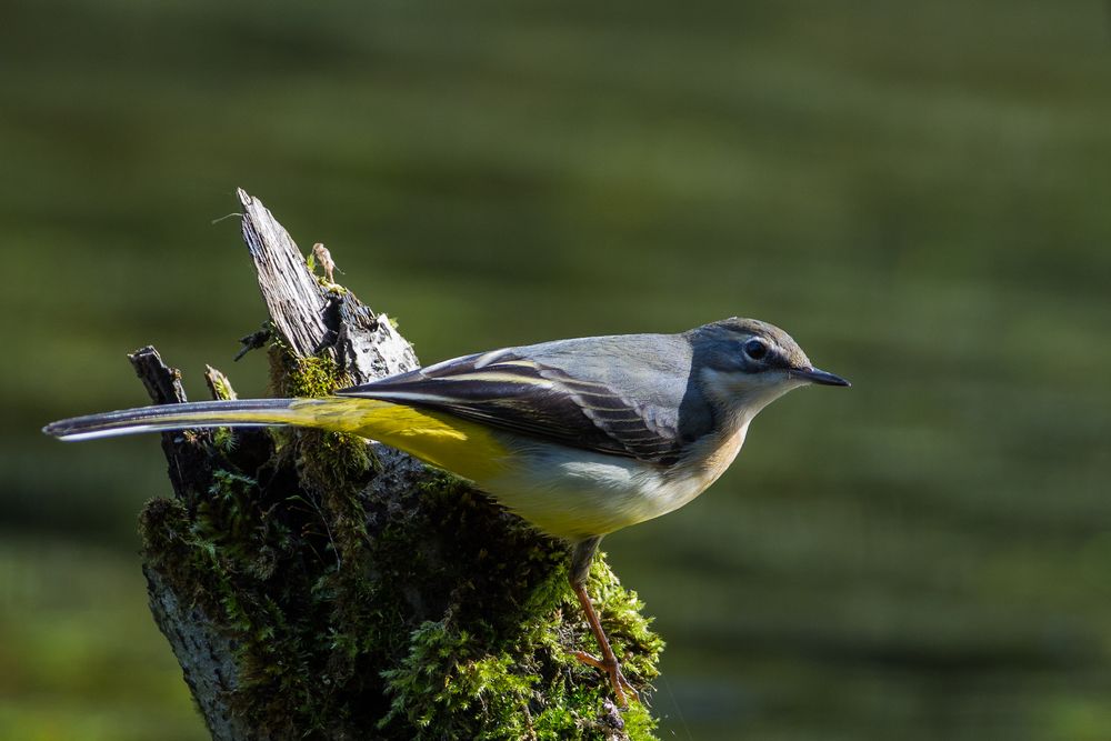 Der Ansitz... Foto & Bild tiere, wildlife, wild lebende vögel Bilder