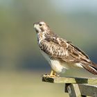 Der Ansitz-Jäger... Mäusebussard (Buteo buteo)