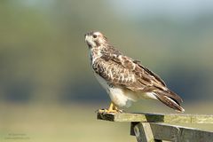 Der Ansitz-Jäger... Mäusebussard (Buteo buteo)