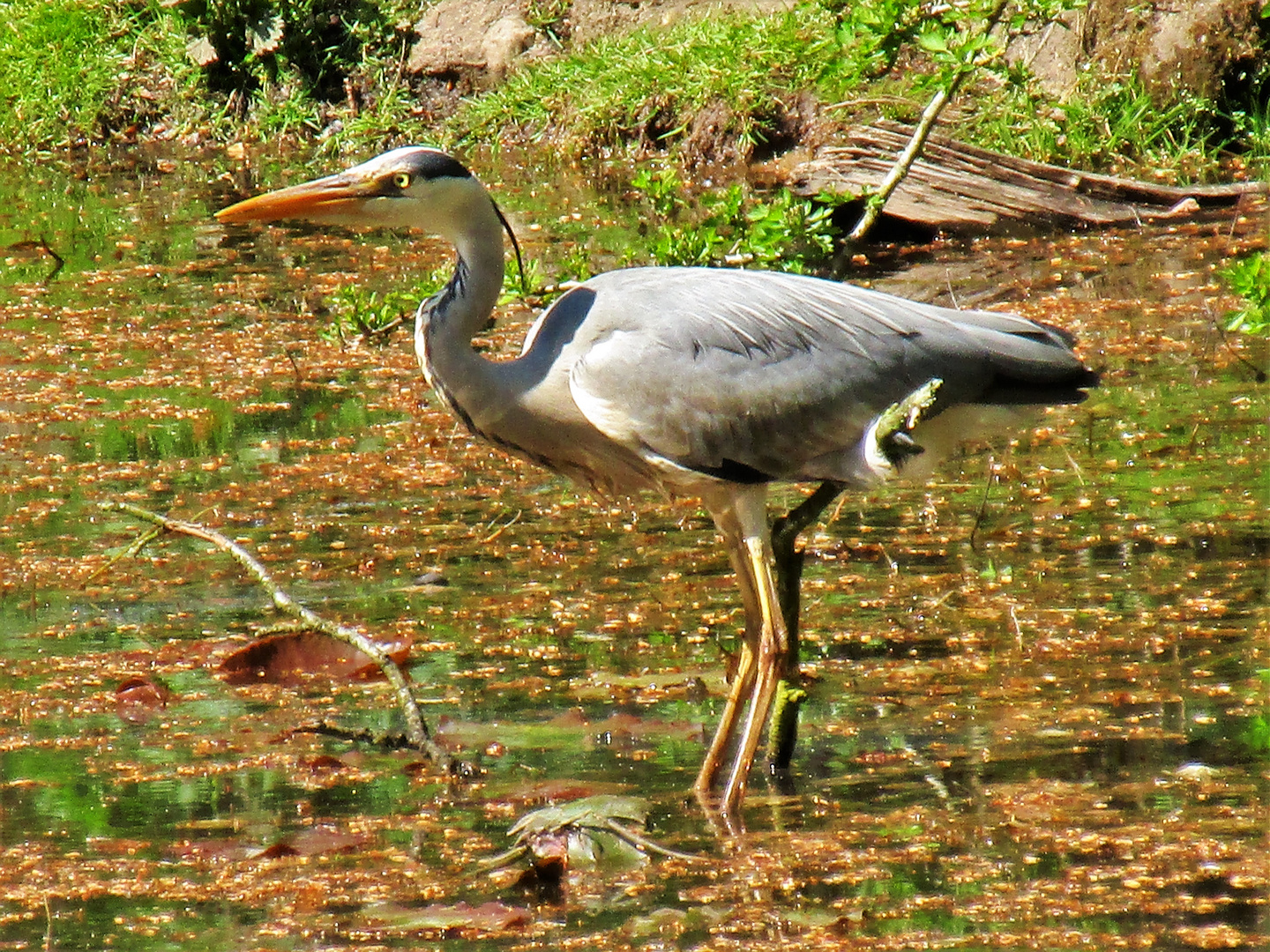 Der "AnsitzReiher" Foto & Bild aus der fauna, wald, teich Bilder auf