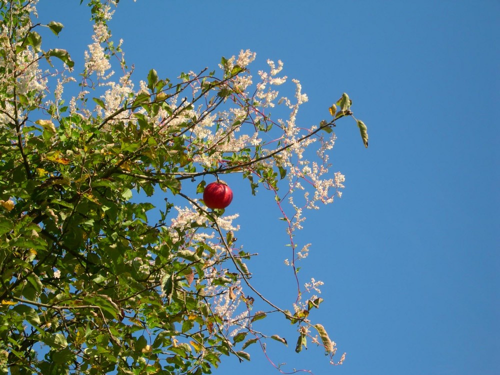 der Apfel