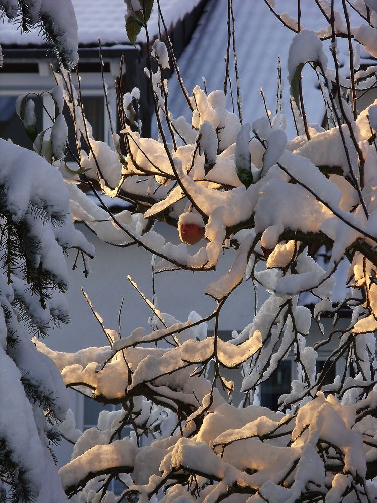 Der Apfel