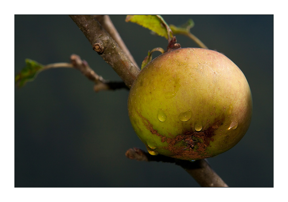 Der Apfel