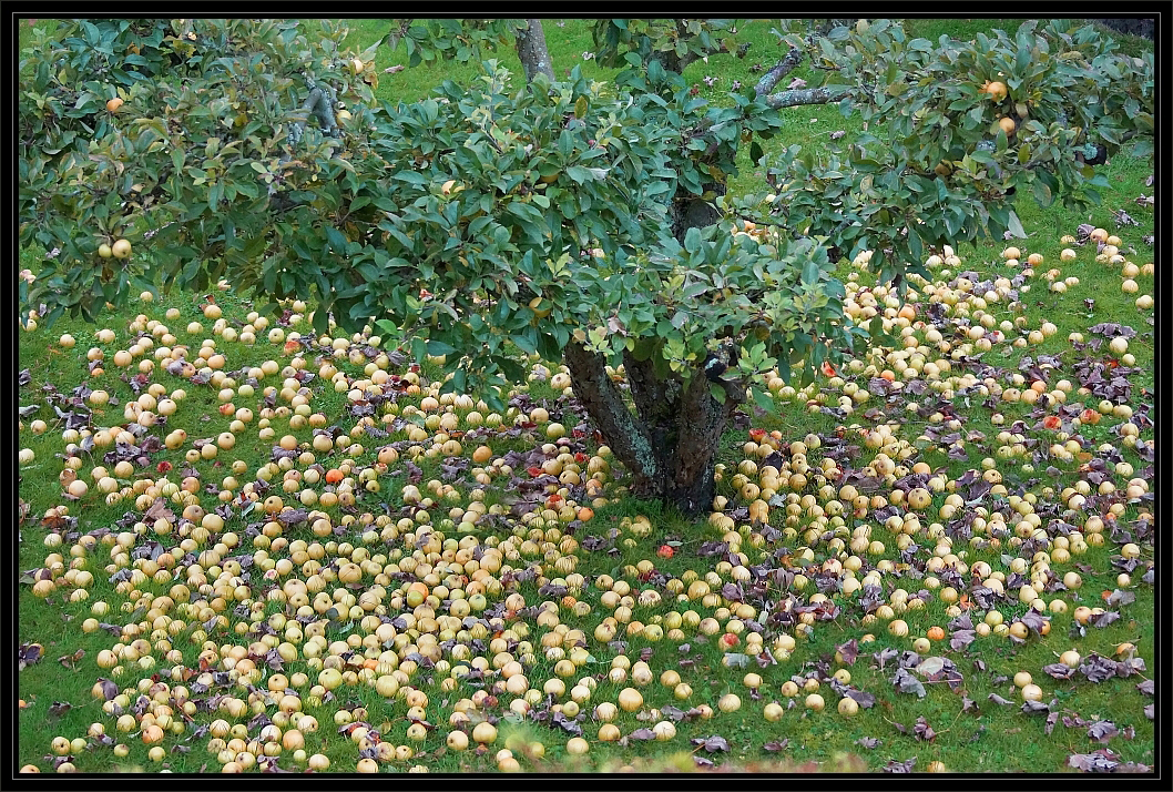 Der Apfel...