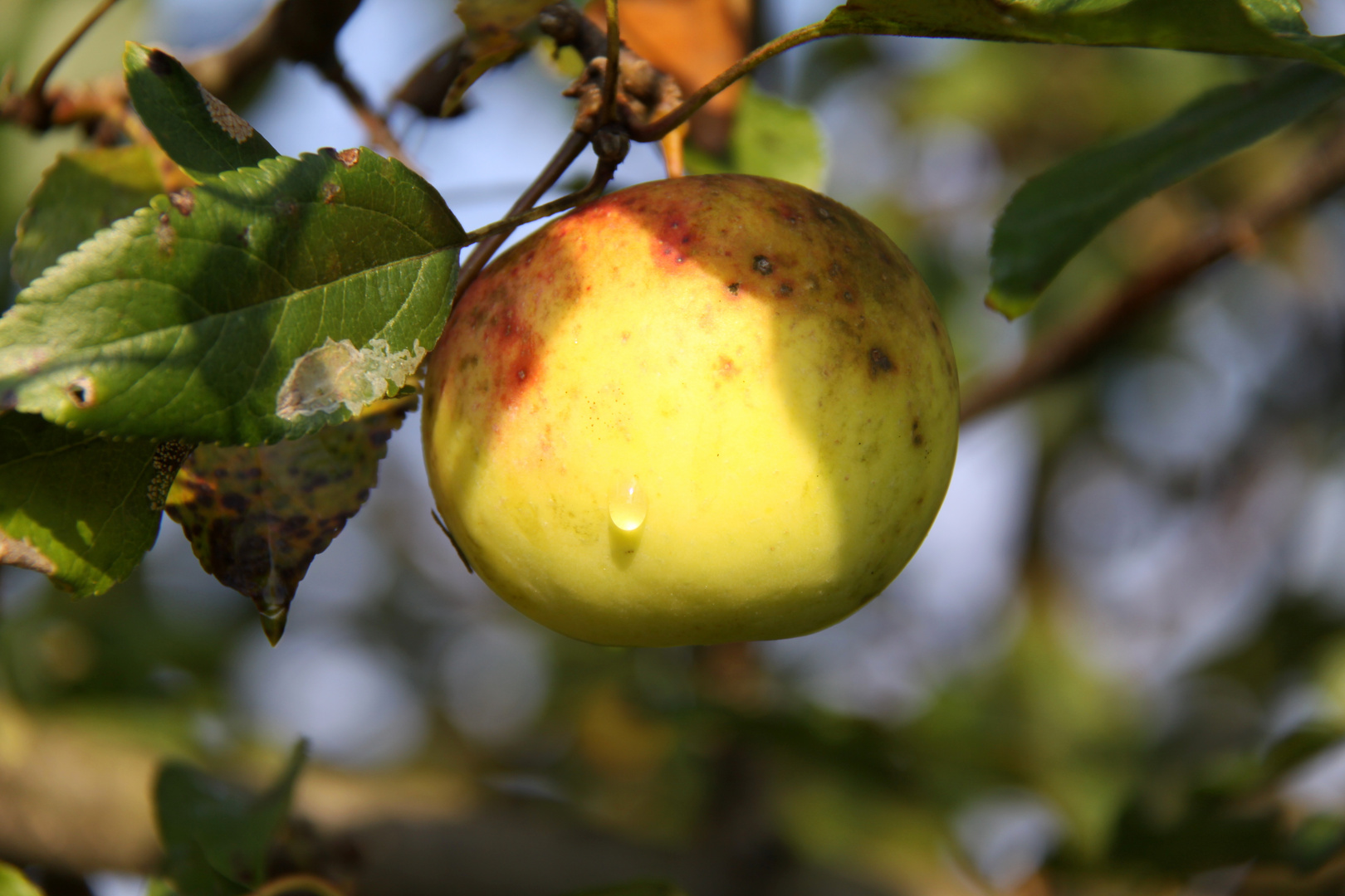 Der Apfel