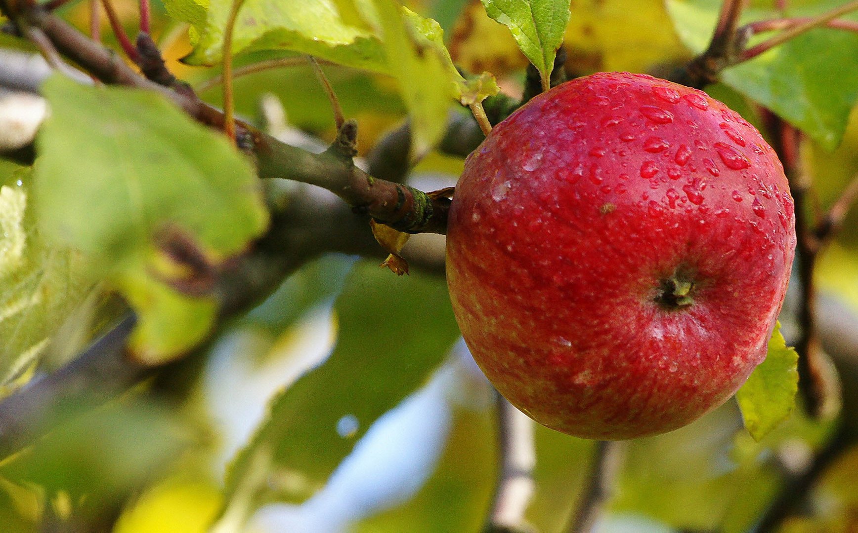 Der Apfel