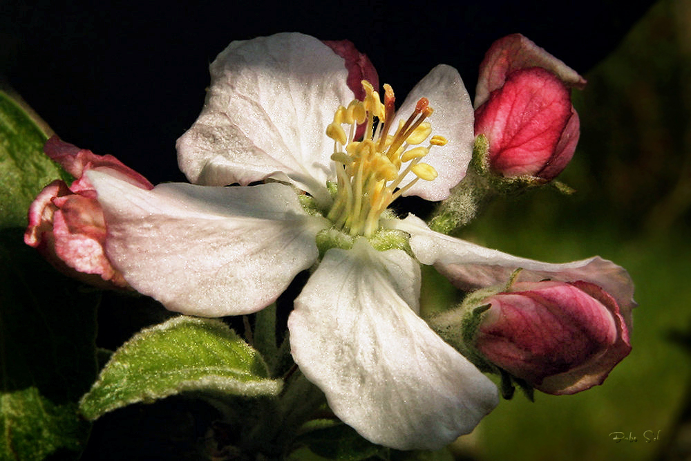 Der Apfel