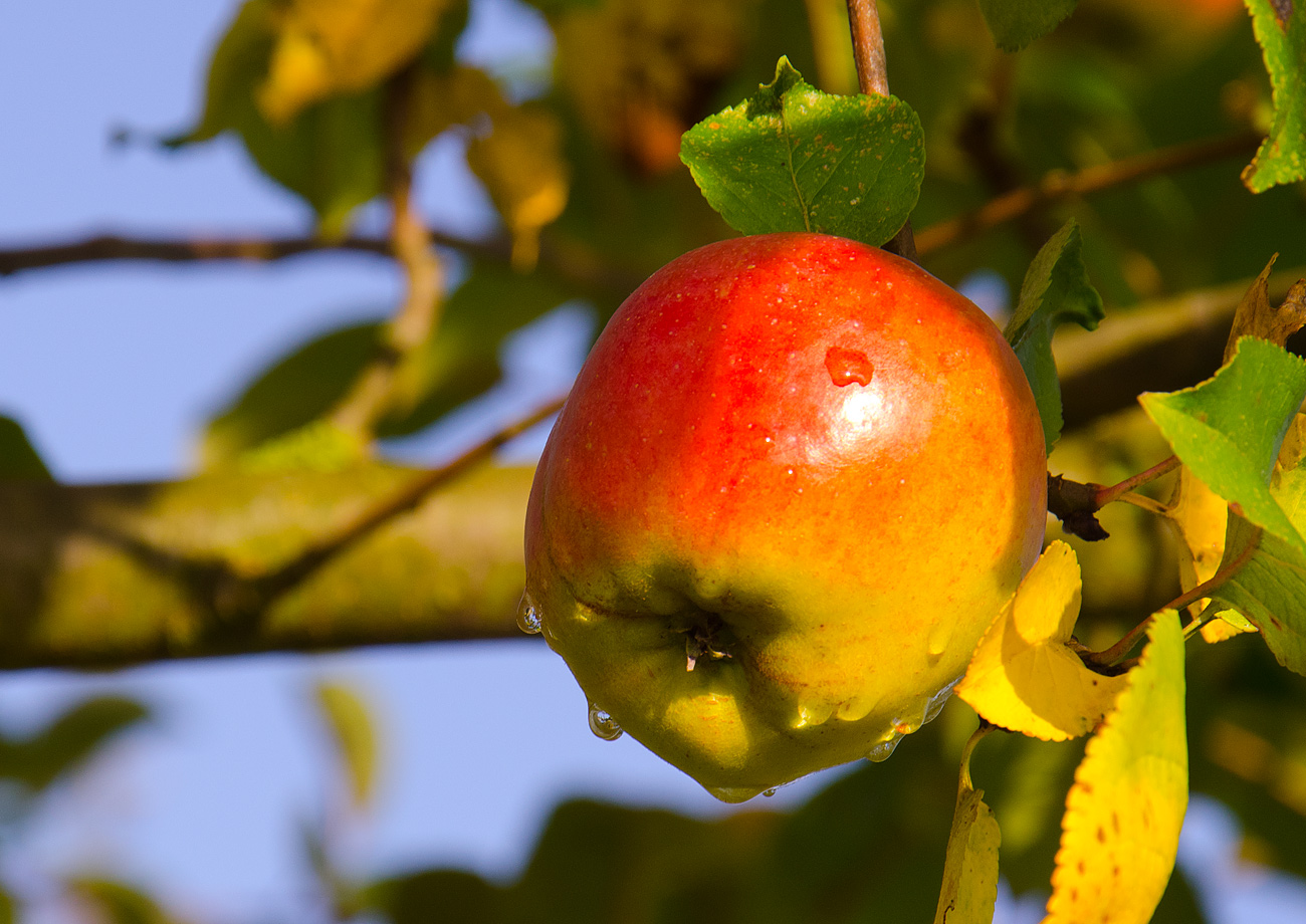 Der Apfel am Baum.