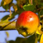 Der Apfel am Baum.