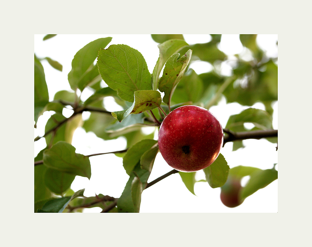 ...der Apfel an meinem Baum...