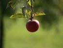 Der Apfel aus Ortenburg