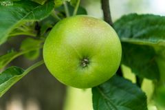 Der Apfel