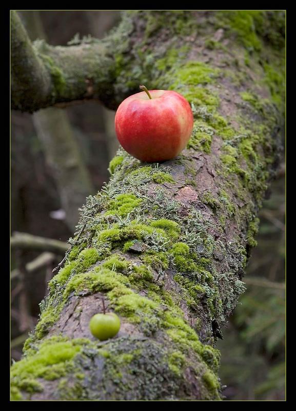 Der Apfel ...