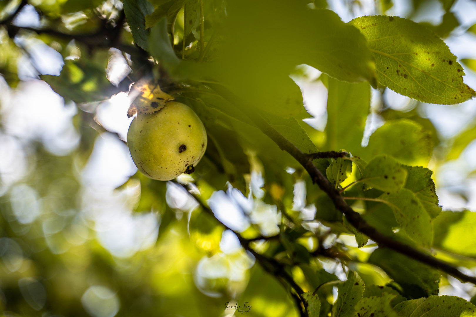 Der Apfel