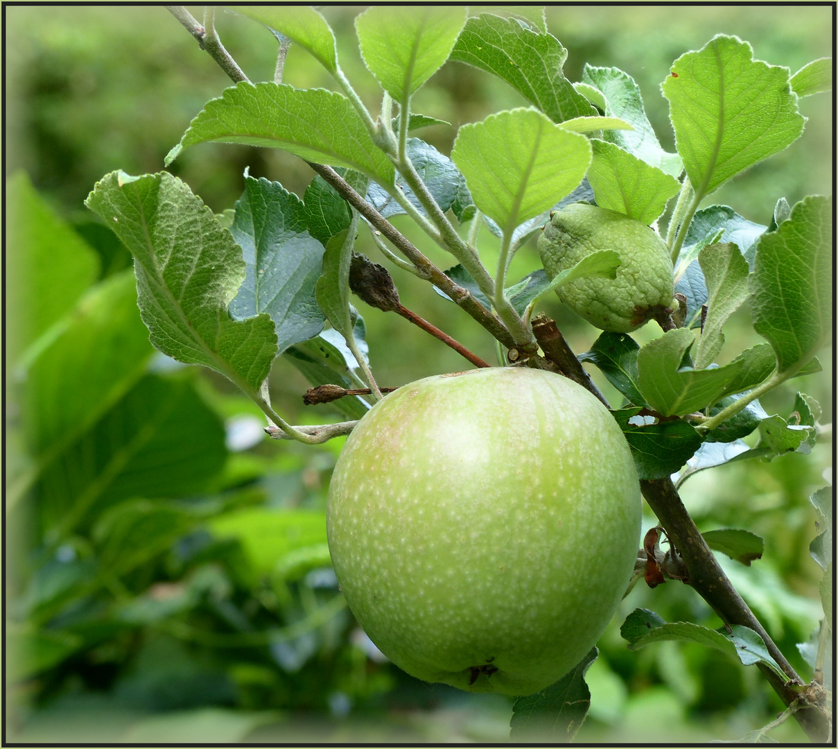 DER APFEL