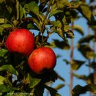 der Apfel der Erkenntnis