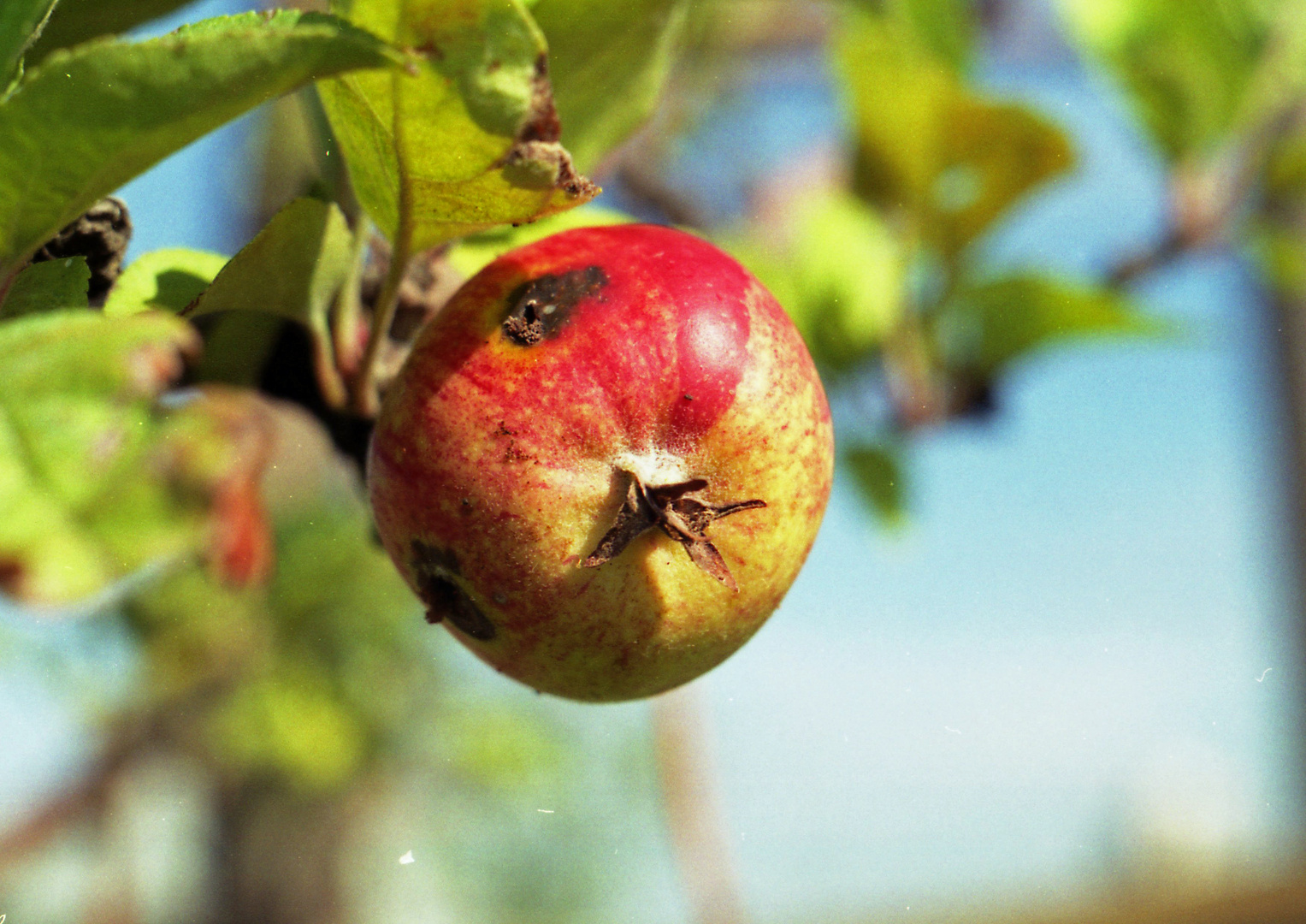 der apfel, die made, HURZ