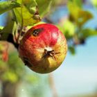 der apfel, die made, HURZ