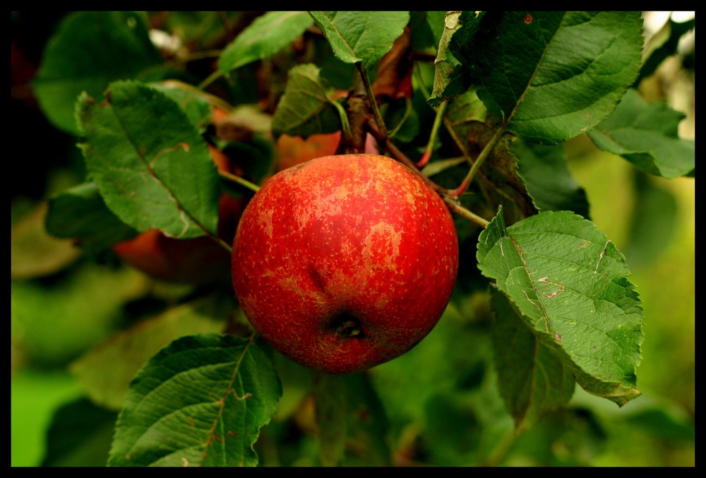 Der Apfel