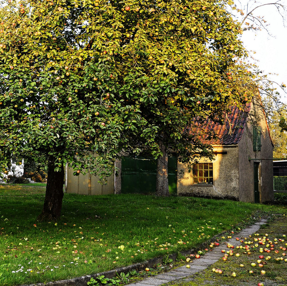 Der Apfel fällt...