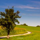 Der Apfel fällt.....