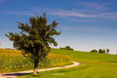 Der Apfel fällt.....