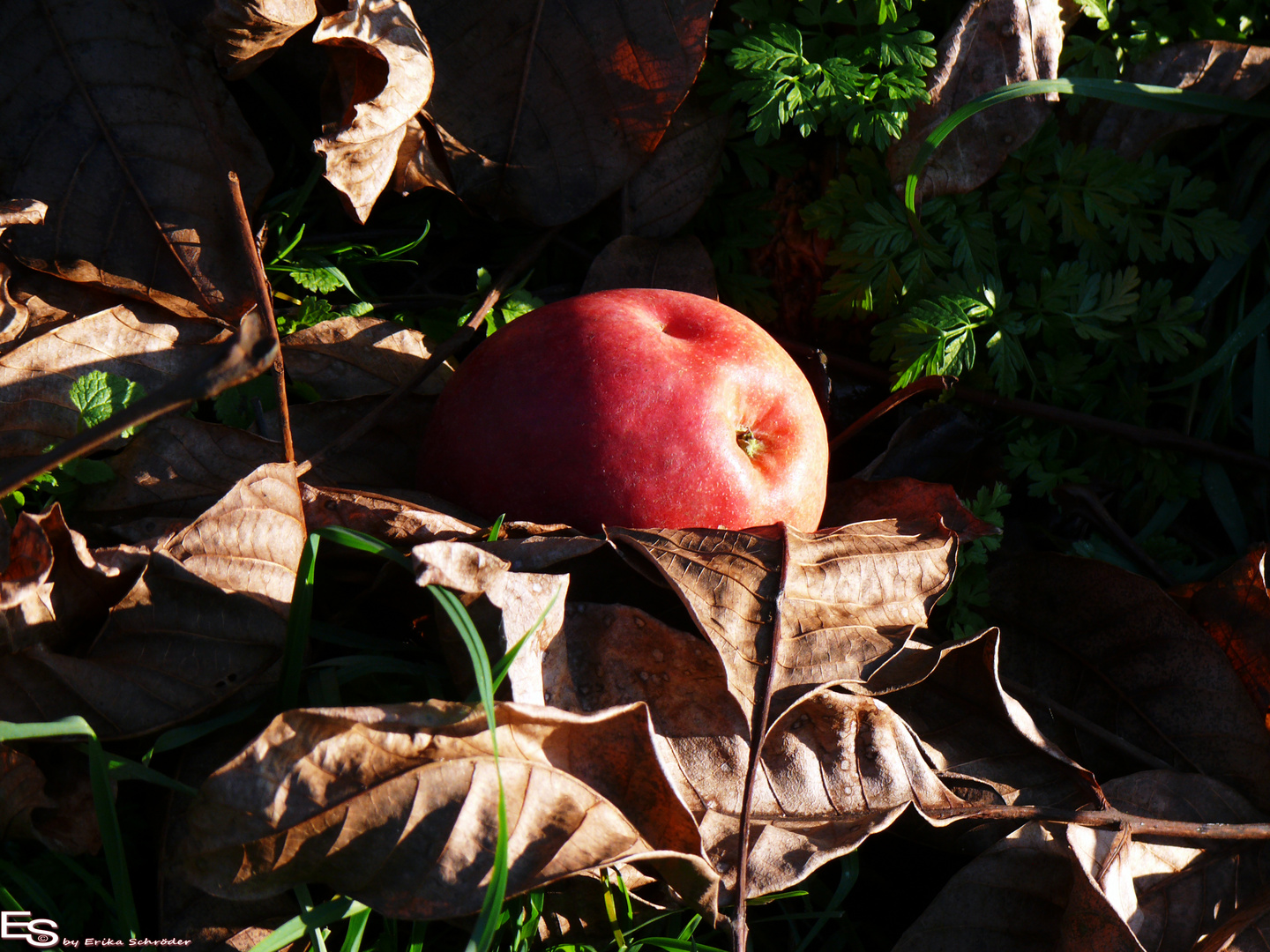 Der Apfel fällt doch weit vom Stamm...