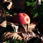 Der Apfel fällt doch weit vom Stamm...