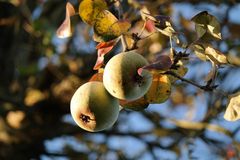 Der Apfel fällt.....