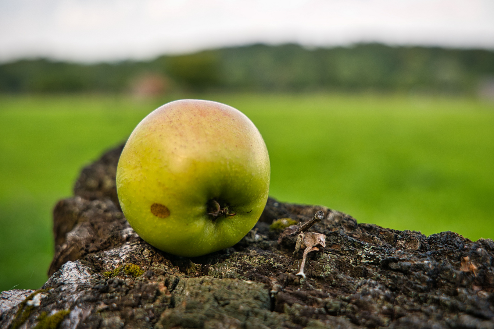 Der Apfel fällt manchmal weit vom Stamm