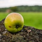 Der Apfel fällt manchmal weit vom Stamm