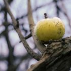 Der Apfel fällt nicht...