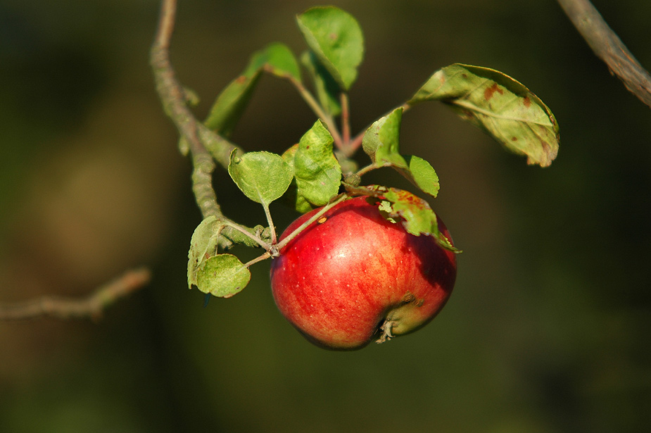 Der Apfel fällt nicht weit ...