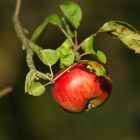 Der Apfel fällt nicht weit ...