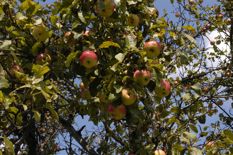 Der Apfel fällt nicht weit vom Baum