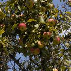 Der Apfel fällt nicht weit vom Baum