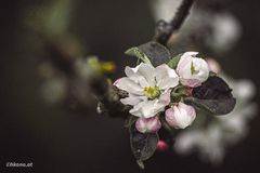 Der Apfel fällt nicht weit vom Stamm