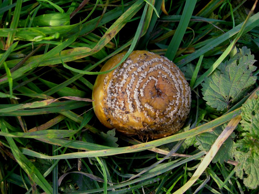 Der Apfel fällt nicht weit vom Stamm