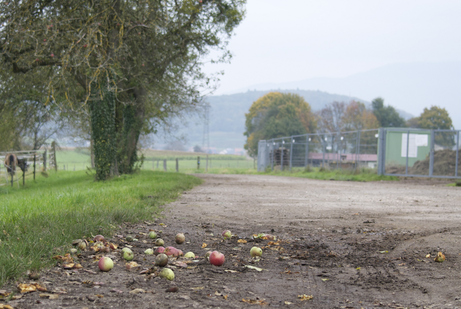 der Apfel fällt nicht weit vom Stamm