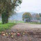 der Apfel fällt nicht weit vom Stamm